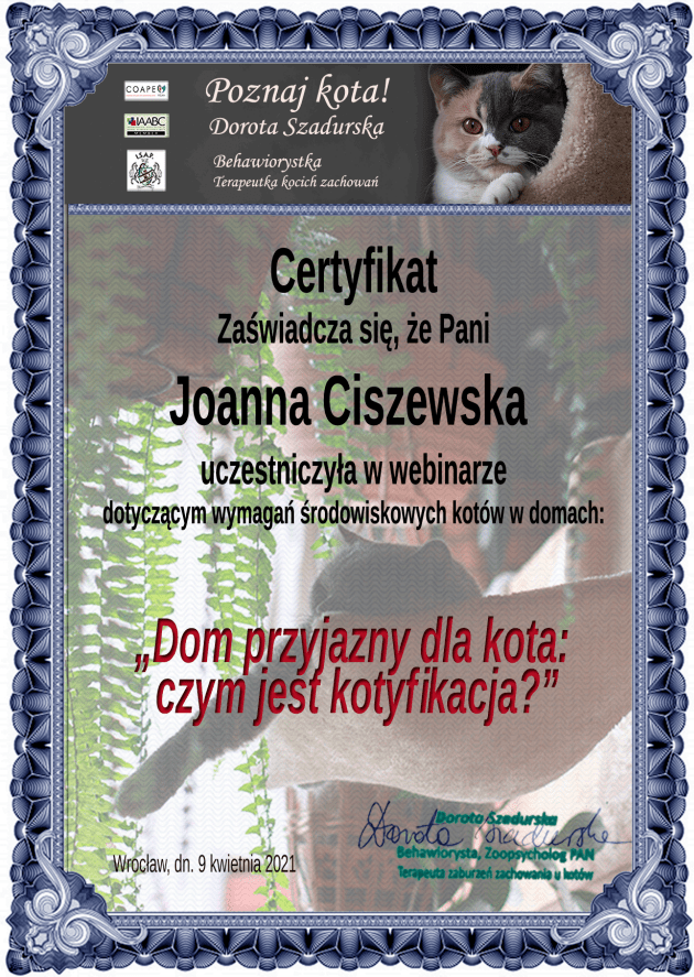 coape-dorota-szadurska-behawiorysta-szkolenie-kotyfikacja-rusori-house-hodowla-koty-syjamskie-orientalne-colorpoint